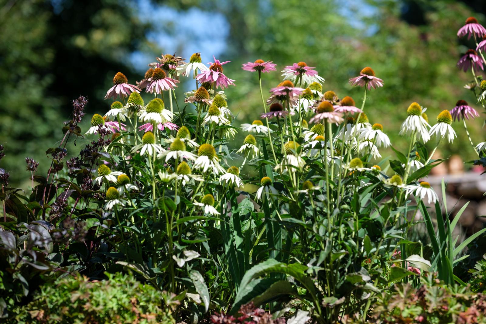 Annelie Schmidt Retreat Bautzen Blumen Garten